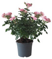 Haverose i 19 cm potte